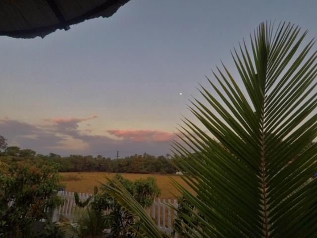 Birdsong, Anjuna